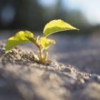 Cómo el jabón natural está cambiando el mundo